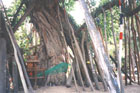 Photo of Bodhi Tree: Click for larger image